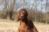 SETTER IRLANDAIS 388